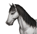 Selemchid Cavalry