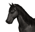 Prefecture Heavy Cavalry