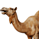 Camel