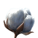 cotton