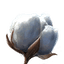 cotton